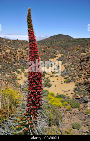 Turm der Juwelen (Echium Wildpretii), symbolische Blume am spanischen Teneriffa auf den Kanarischen Inseln Stockfoto