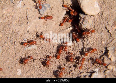 Roten Mähdrescher Ameisen in Arizona Stockfoto