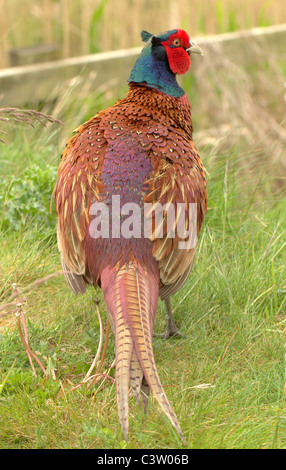 Wilde Vögel Gänse Kraniche Enten Stockfoto