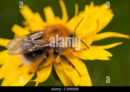 Eine Baumhummel - Bombus Hypnorum, ruht auf einer Hawkbit Blume. Stockfoto