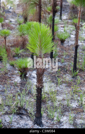 Longleaf Kiefer Pinus Palustris junge Bäumchen Wald Apalachicola National Forest Florida Panhandle USA Stockfoto