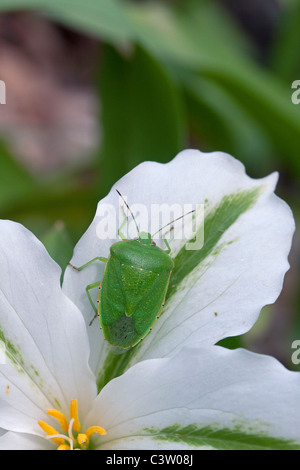 Grüner Stinkfehler (Acrosternum hilare) auf Phytoplasma-infizierten großen weiß blühenden Trillium (T. grandiflorum) Michigan USA, von Dembinsky Photo Assoc Stockfoto