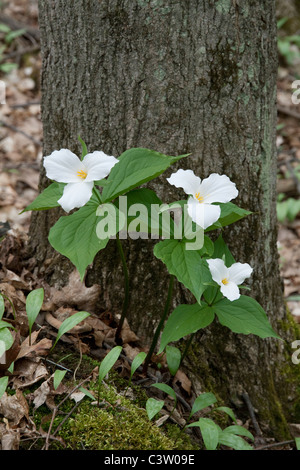 Große weiß blühende Trillium grandiflorum Eastern United States, von Carol Dembinsky/Dembinsky Photo Assoc Stockfoto