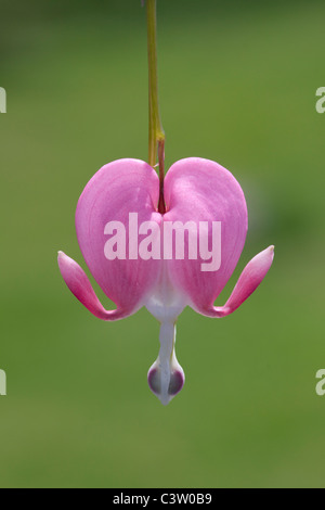 Rosa Tränendes Herz Blume USA Stockfoto