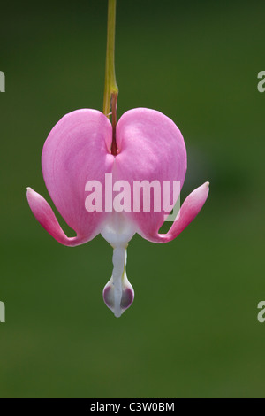 Rosa Tränendes Herz Blume USA Stockfoto