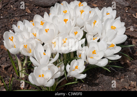 Weiße Krokusse Stockfoto