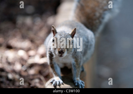 Tierwelt Natur Sciurus Carolinensus graue Eichhörnchen Greenwich Park City London Nuss Nüssen Essen uk Großbritannien england Stockfoto