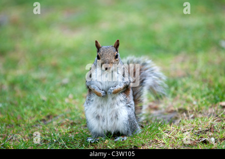 Tierwelt Natur Sciurus Carolinensus graue Eichhörnchen Greenwich Park City London Nuss Nüssen Essen uk Großbritannien england Stockfoto