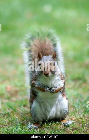 Tierwelt Natur Sciurus Carolinensus graue Eichhörnchen Greenwich Park City London Nuss Nüssen Essen uk Großbritannien england Stockfoto