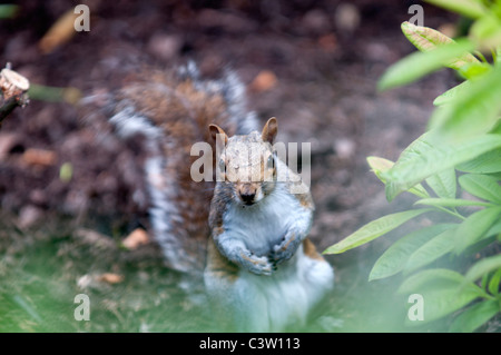 Tierwelt Natur Sciurus Carolinensus graue Eichhörnchen Greenwich Park City London Nuss Nüssen Essen uk Großbritannien england Stockfoto