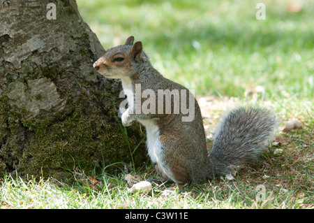 Tierwelt Natur Sciurus Carolinensus graue Eichhörnchen Greenwich Park City London Nuss Nüssen Essen uk Großbritannien england Stockfoto