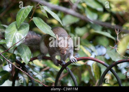 Tierwelt Natur Sciurus Carolinensus graue Eichhörnchen Greenwich Park City London Nuss Nüssen Essen uk Großbritannien england Stockfoto