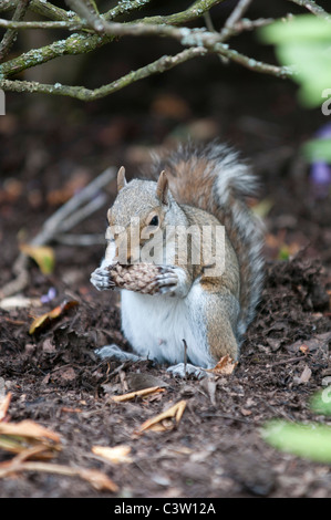 Tierwelt Natur Sciurus Carolinensus graue Eichhörnchen Greenwich Park City London Nuss Nüssen Essen uk Großbritannien england Stockfoto