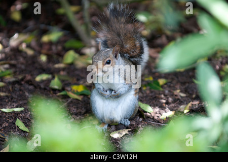 Tierwelt Natur Sciurus Carolinensus graue Eichhörnchen Greenwich Park City London Nuss Nüssen Essen uk Großbritannien england Stockfoto