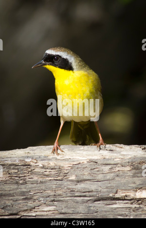 Erwachsene männliche gemeinsame Yellowthroat thront auf einem Baumstamm Stockfoto