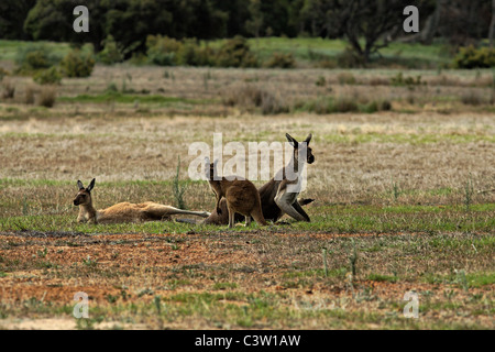 Känguru-Familie in Wiese, Süd-West Australien Stockfoto