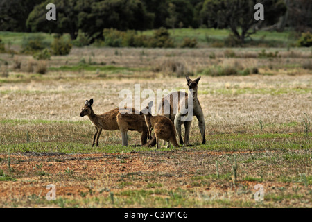 Känguru-Familie in Wiese, Süd-West Australien Stockfoto