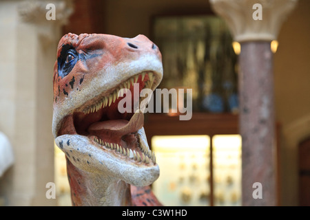 Utahraptor Dinosauriermodell an der Oxford Universität Natural History Museum, Oxford, England Stockfoto