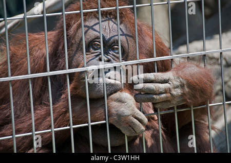 Ein Orang-Utan mit einem traurigen Gesichtsausdruck blickt hinter den Bars in der Stadt Osaka Tennoji Zoo in Japan. Stockfoto