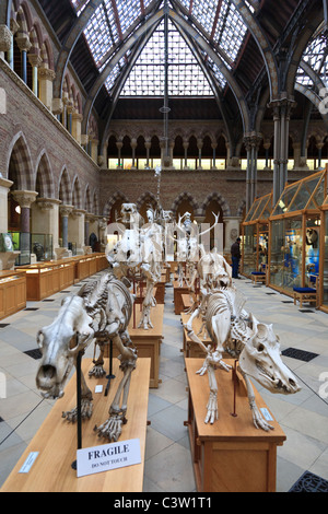 Tierskelette at Oxford University Natural History Museum, Oxford, England Stockfoto