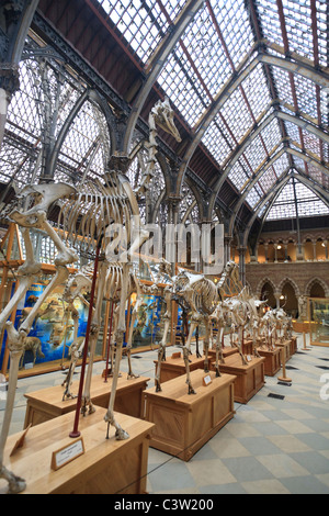 Tierskelette at Oxford University Natural History Museum, Oxford, England Stockfoto