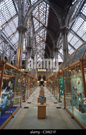 Haupthalle des Oxford University Natural History Museum, Oxford, England Stockfoto