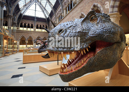 T-Rex Dinosaurier Modell Kopf an der Oxford Universität Natural History Museum, Oxford, England Stockfoto