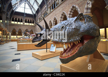 T-Rex Dinosaurier Modell Kopf an der Oxford Universität Natural History Museum, Oxford, England Stockfoto