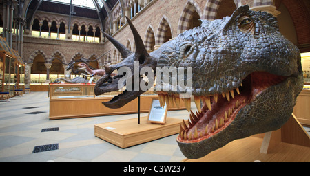 T-Rex Dinosaurier Modell Kopf an der Oxford Universität Natural History Museum, Oxford, England Stockfoto