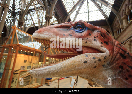 Utahraptor Dinosauriermodell an der Oxford Universität Natural History Museum, Oxford, England Stockfoto