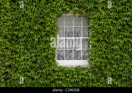 Virginia Kriechgang, Parthenocissus, um das Fenster eines alten Hauses in Dorchester. Dorset, England, Vereinigtes Königreich. Stockfoto