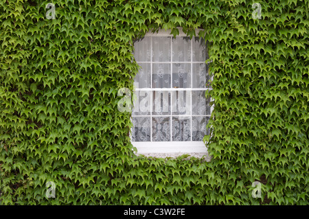 Virginia Kriechgang, Parthenocissus, um das Fenster eines alten Hauses in Dorchester. Dorset, England, Vereinigtes Königreich. Stockfoto