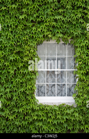 Virginia Kriechgang, Parthenocissus, um das Fenster eines alten Hauses in Dorchester. Dorset, England, Vereinigtes Königreich. Stockfoto