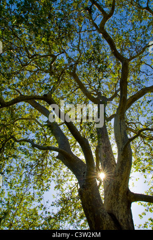 Sonnenlicht durch Stamm des 100 Jahre alten Platane bei Linn's Family Farm, in der Nähe von Cambria, Kalifornien Stockfoto