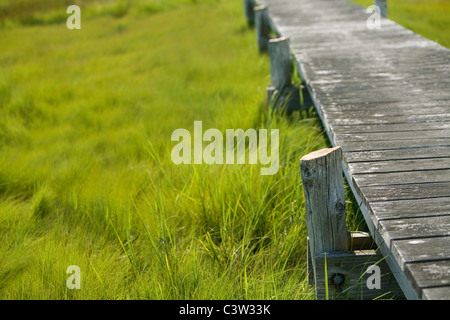 Hölzerne Dock in einem Sumpf Stockfoto