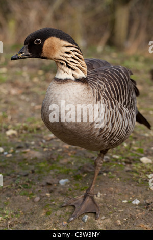 Hawaiianische Gans (Branta Sandvicensis). Wohlfühlen auf einem Bein stehend. Beachten Sie die reduzierten Gurtband zwischen den Zehen. Stockfoto