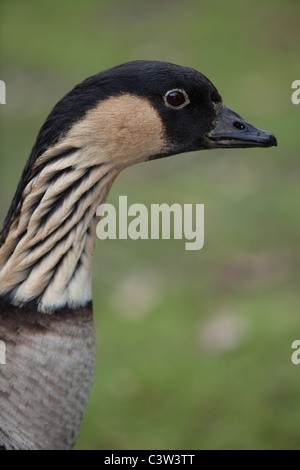 Hawaiianische Gans (Branta Sandvicensis). Kopf und Hals zeigen typische Feder Rasterung. Stockfoto