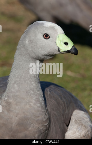 Cape Barren oder Cereopsis Gans (Cereopsis Novaehollandiae). Inseln vor Südaustralien. Kopf mit grünen Wachshaut über die Rechnung Stockfoto