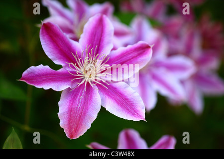 Clematis-Blüten Stockfoto