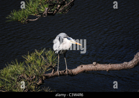 Graureiher thront auf Baum, Chiyoda Bezirk, Tokyo Präfektur, Honshu, Japan Stockfoto