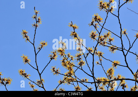 Zaubernuss Blüte Stockfoto