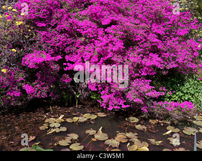 Azaleen und Rhododendren in der Royal Horticultural Society Botanical Gardens, Wisley, Vereinigtes Königreich Stockfoto