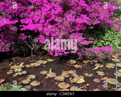 Azaleen, Rhododendren und Seerosen in der Royal Horticultural Society Botanical Gardens, Wisley, Vereinigtes Königreich Stockfoto