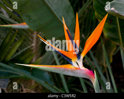 Bird Of Paradise tropische Pflanze im tropischen Gewächshaus in den Royal Horticultural Society Gärten, Wisley, UK Stockfoto