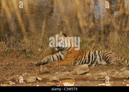 Spiegelung im Wasser eines Tigers, in der Nähe einer Wasserstelle in Ranthambhore sitzen Stockfoto