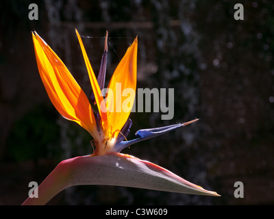 Bird Of Paradise tropische Pflanze im tropischen Gewächshaus in den Royal Horticultural Society Gärten, Wisley, UK Stockfoto