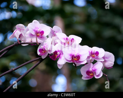 Nahaufnahme einer Orchidee im tropischen Gewächshaus in den Royal Horticultural Society Gärten, Wisley, UK Stockfoto