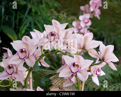 Nahaufnahme von Azaleen und Rhodendronen in den Botanischen Gärten der Royal Horticultural Society, Wisley, Großbritannien Stockfoto