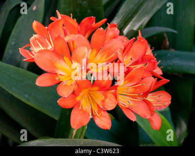 Nahaufnahme von Azaleen und Rhodendronen in den Botanischen Gärten der Royal Horticultural Society, Wisley, Großbritannien Stockfoto