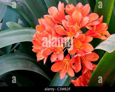 Nahaufnahme von Azaleen und Rhodendronen in den Botanischen Gärten der Royal Horticultural Society, Wisley, Großbritannien Stockfoto